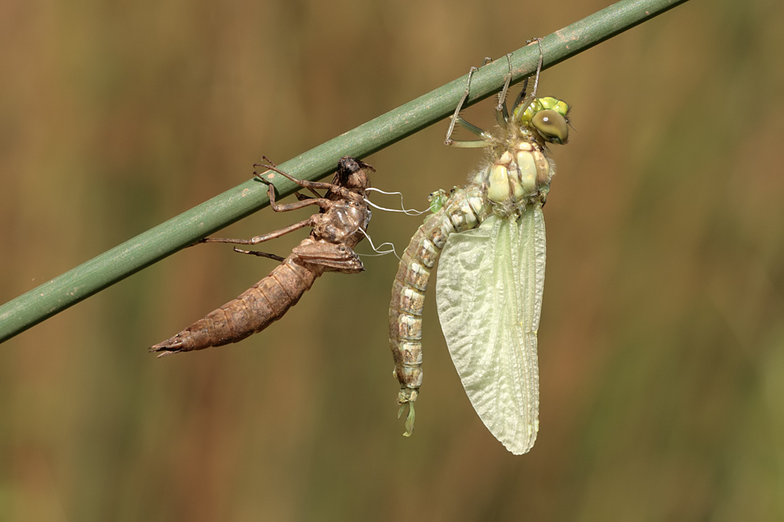 Southern Hawker, newly emerged 3